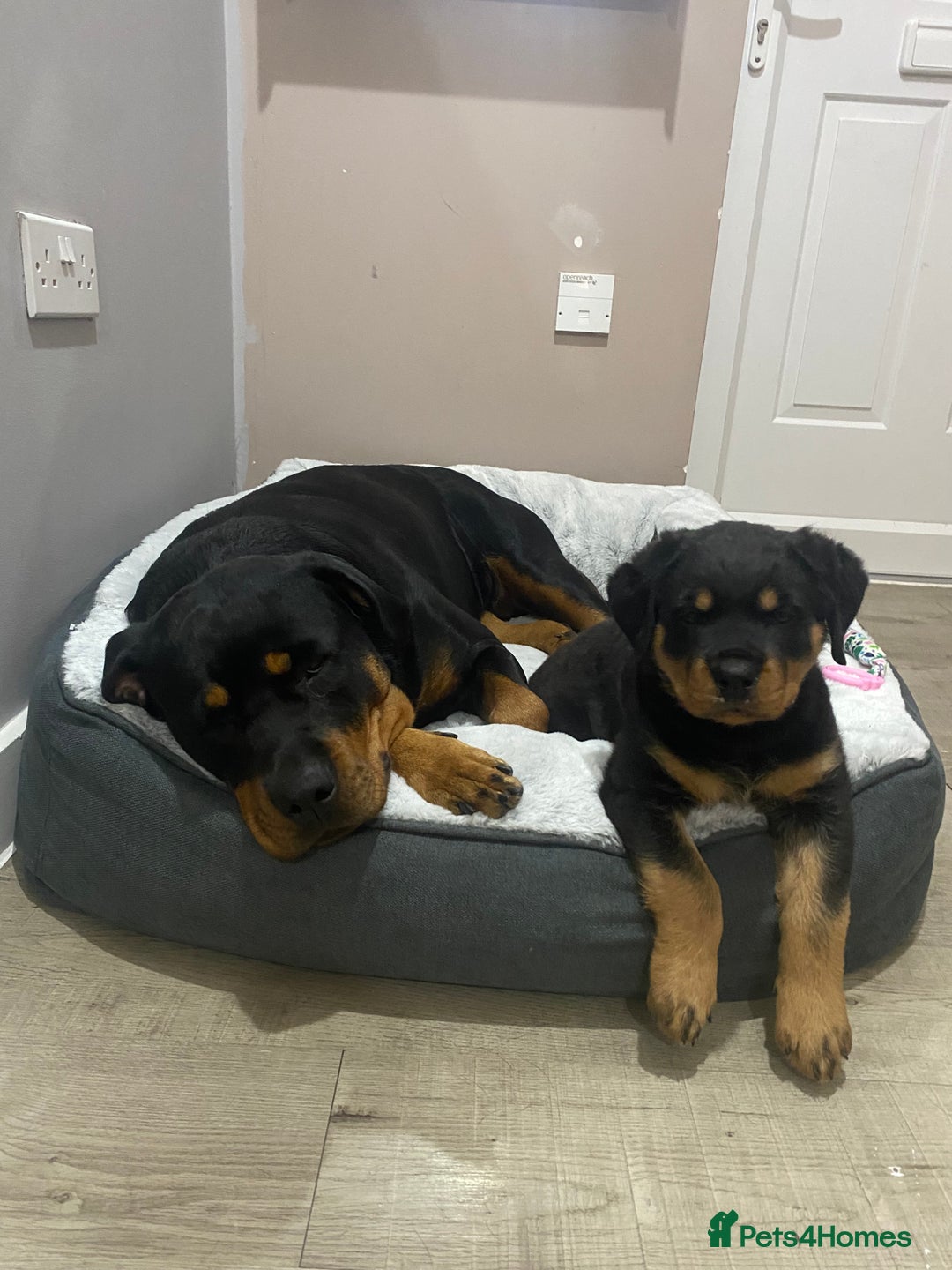 Rottweiler dogs for sale: Abi 11 week old Rottweiler  - Image 4