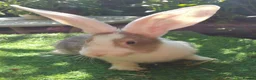 Continental Giant rabbits for sale: PURE Continental Giants - White Eared - Vaccinated - Advert 5