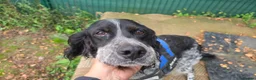 English Setter dogs for adoption: Moro  in Frinton-on-Sea - Advert 4