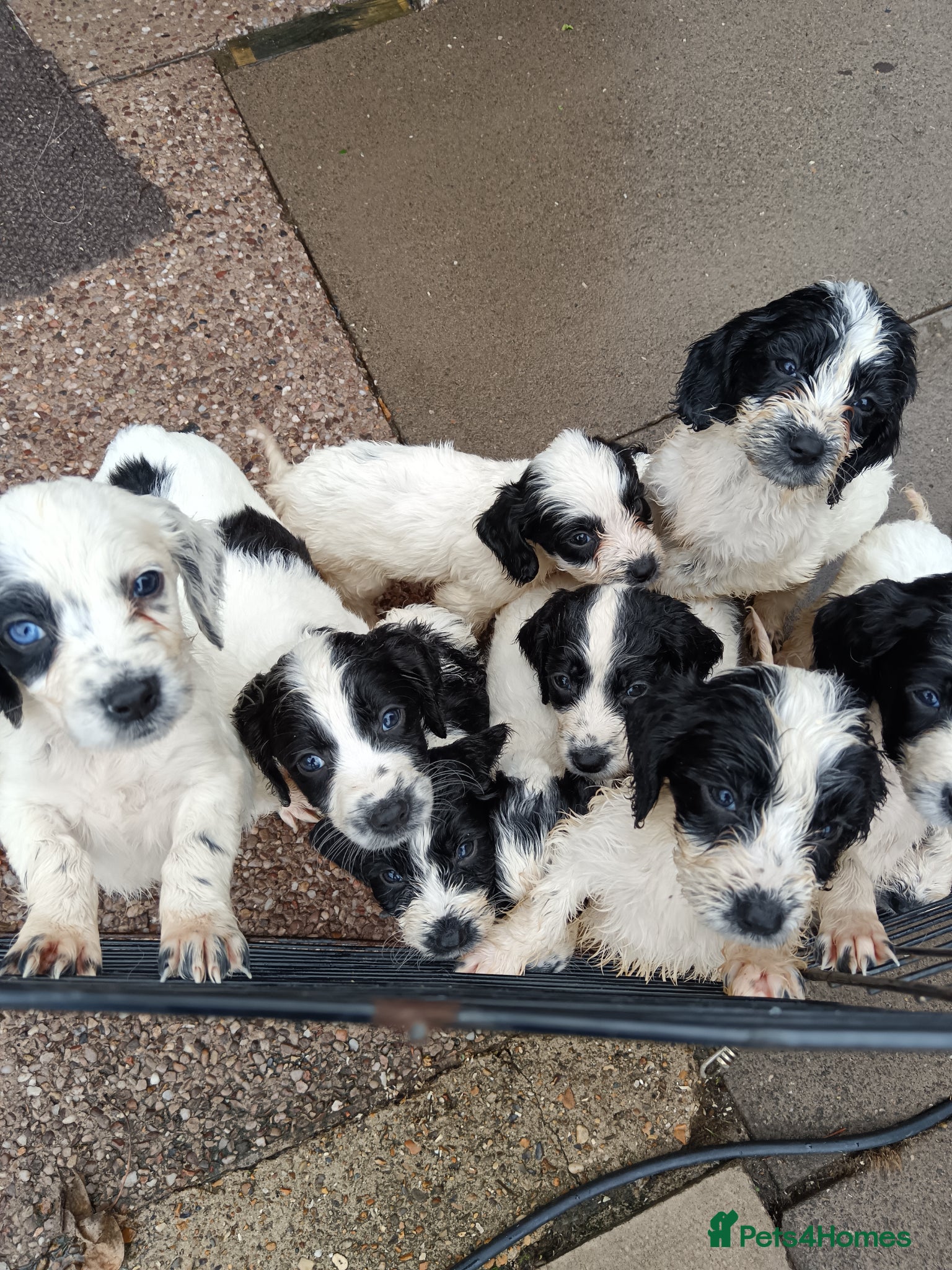 Mixed Breed dogs Springer poo puppies 9 weeks old  - Advert 3