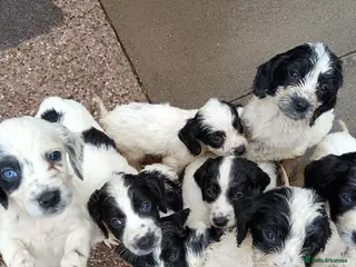 Mixed Breed dogs Springer poo puppies 9 weeks old - Advert 3