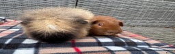 Guinea Pig rodents for sale: Beautiful boys  - Advert 4