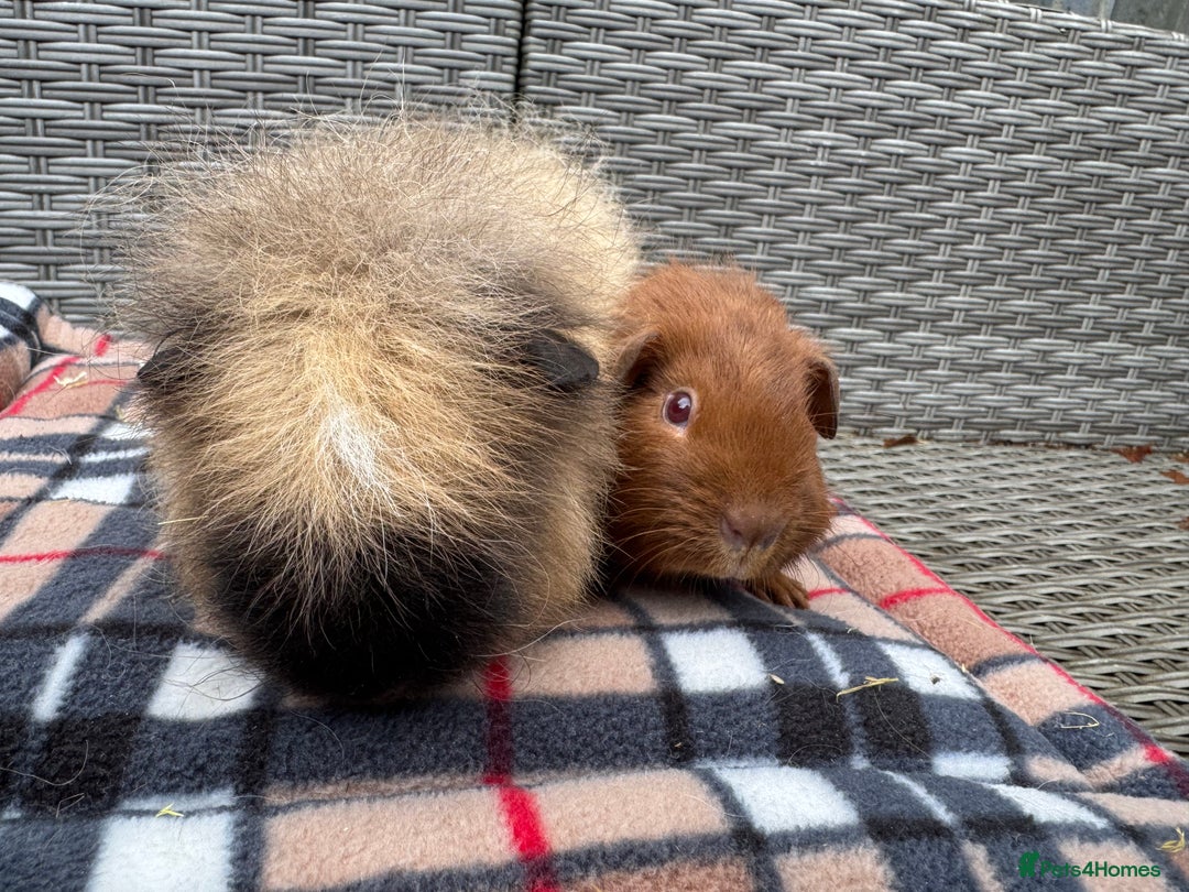 Guinea Pig rodents for sale: Beautiful boys  - Advert 4