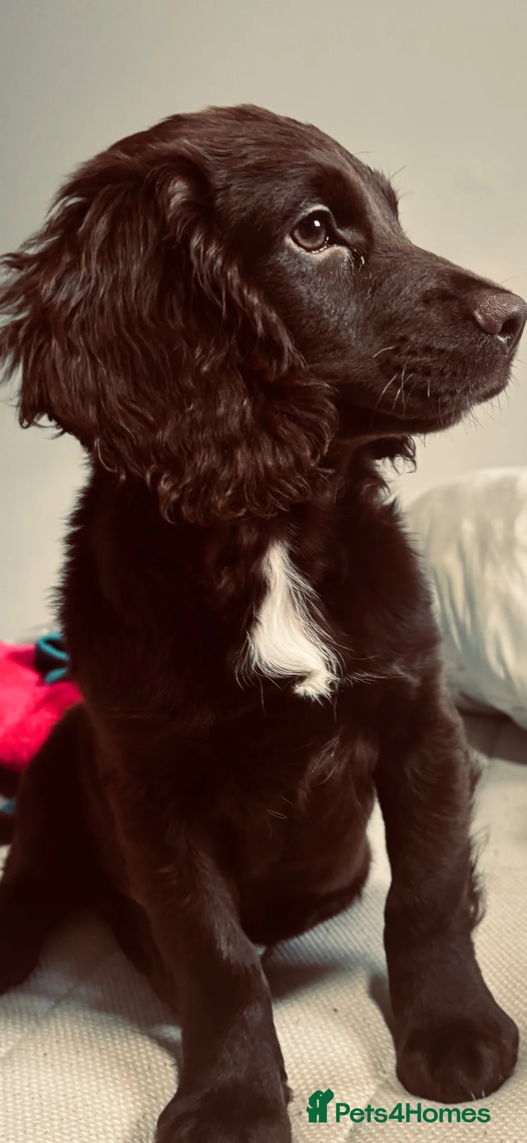 Cockapoo dogs for sale: Cocker spaniel  in Basingstoke - Advert 5