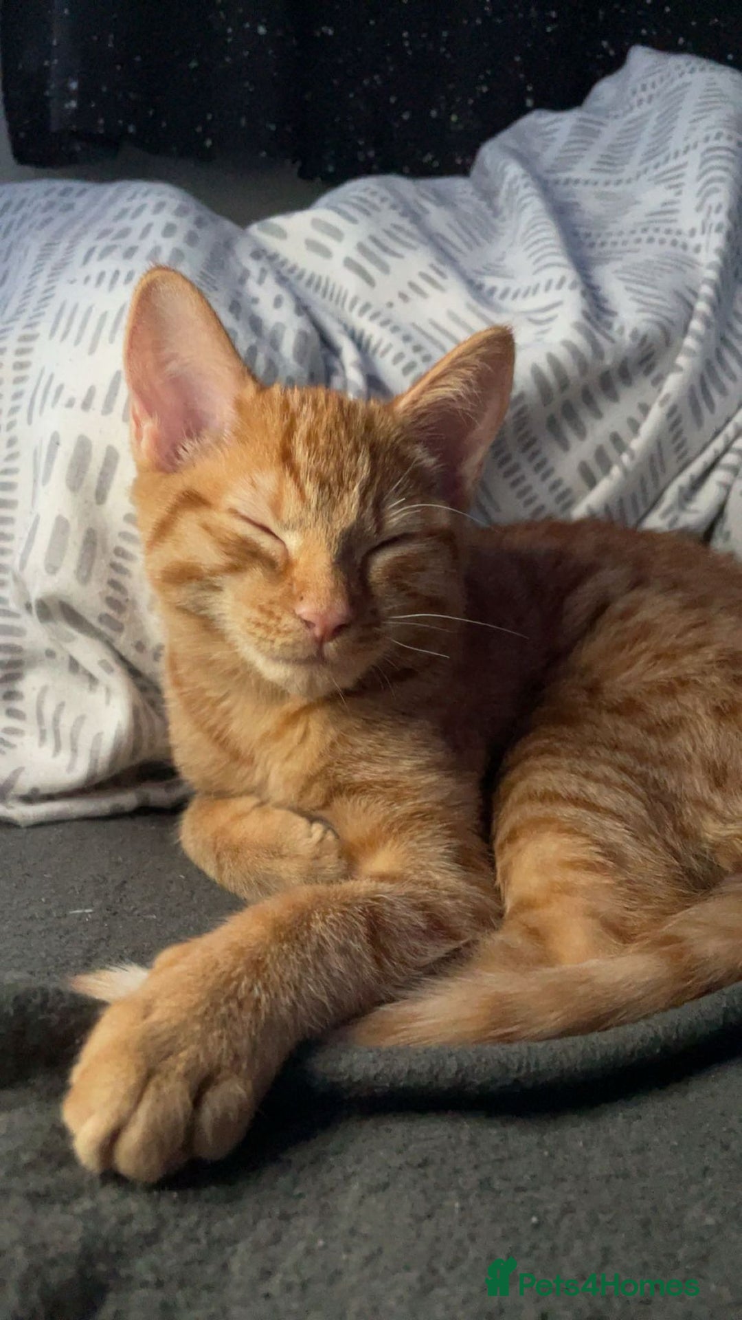 Mixed Breed cats for sale: Last All Ginger girl kitten - Advert 5