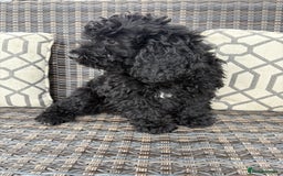 Cockapoo dogs for sale: 🐾STUNNING COCKERPOO F1 health tested parents 🐾 - Image 4