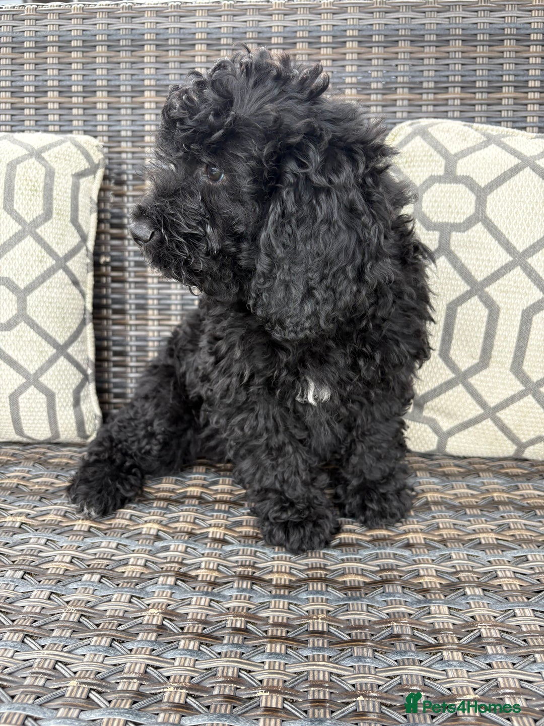 Cockapoo dogs for sale: 🐾STUNNING COCKERPOO F1 health tested parents 🐾 - Image 4