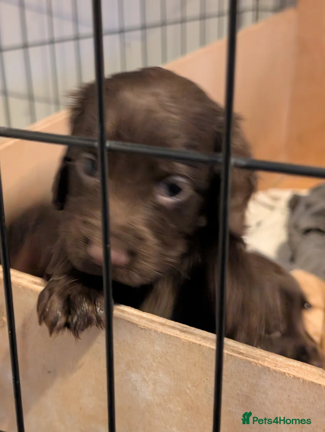 Cocker Spaniel dogs for sale: 2 stunning working cocker spaniel pups - Advert 4