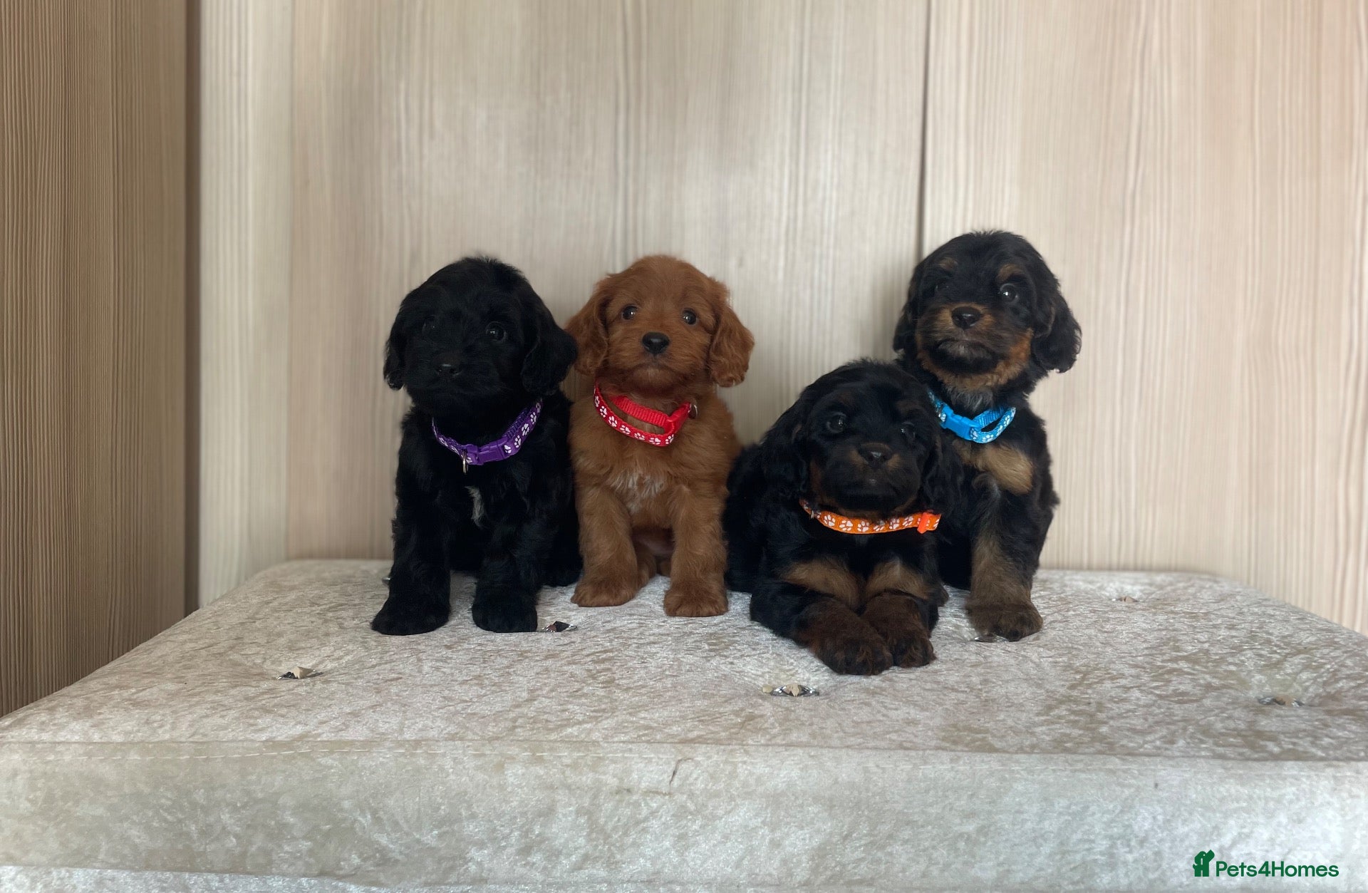 Cockapoo dogs F1 cockapoo puppy’s  - Advert 1
