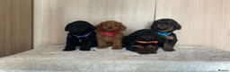 Cockapoo dogs for sale: F1 cockapoo puppy’s  - Advert 1