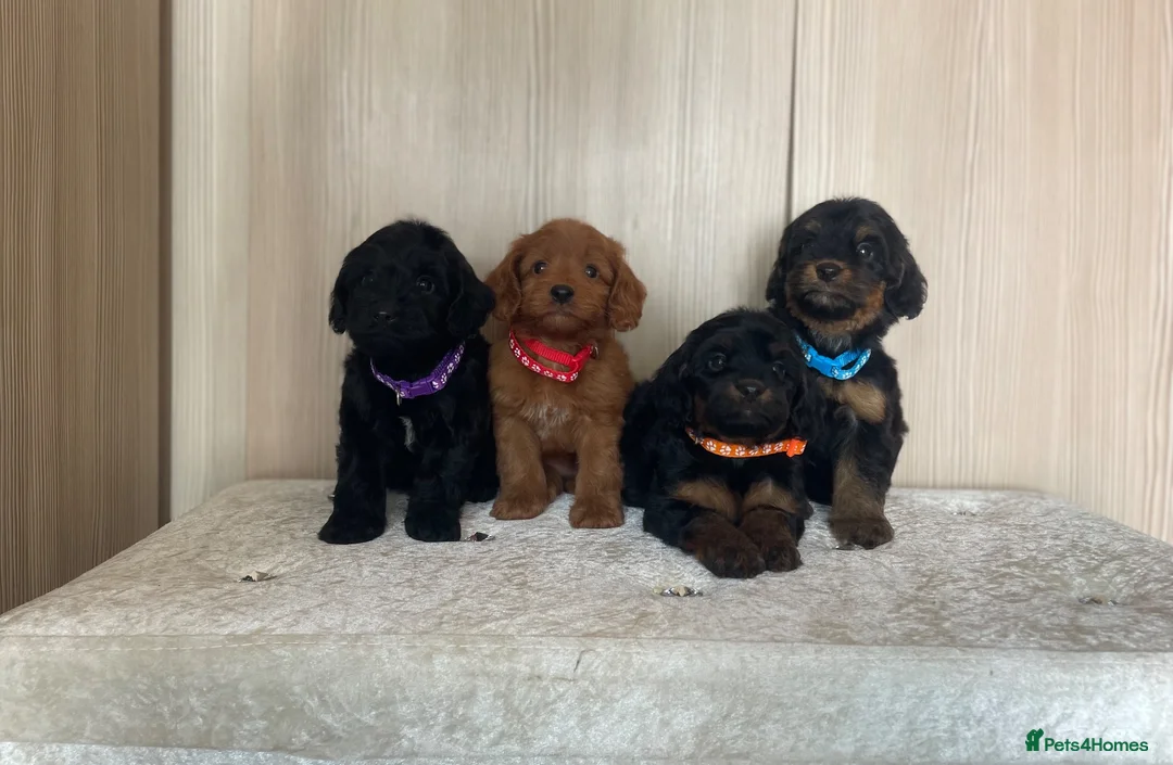 Cockapoo dogs for sale: F1 cockapoo puppy’s  - Advert 1