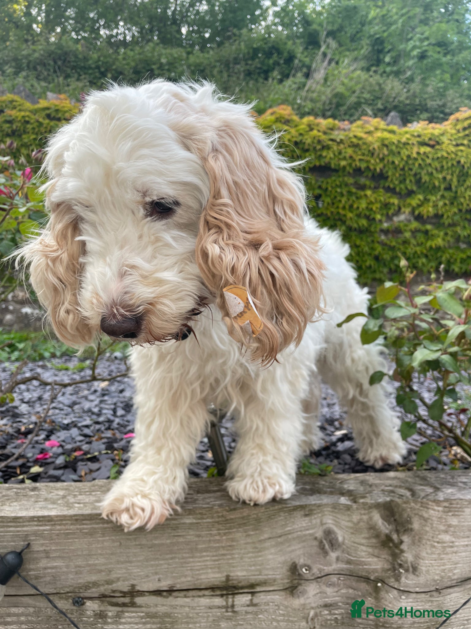 Cockapoo dogs Maisie - Advert 10