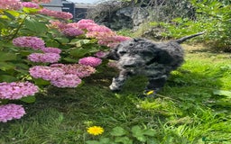 Goldendoodle dogs for sale:  F1b golden doodle puppies ready to go.  in Llandeilo - Image 11