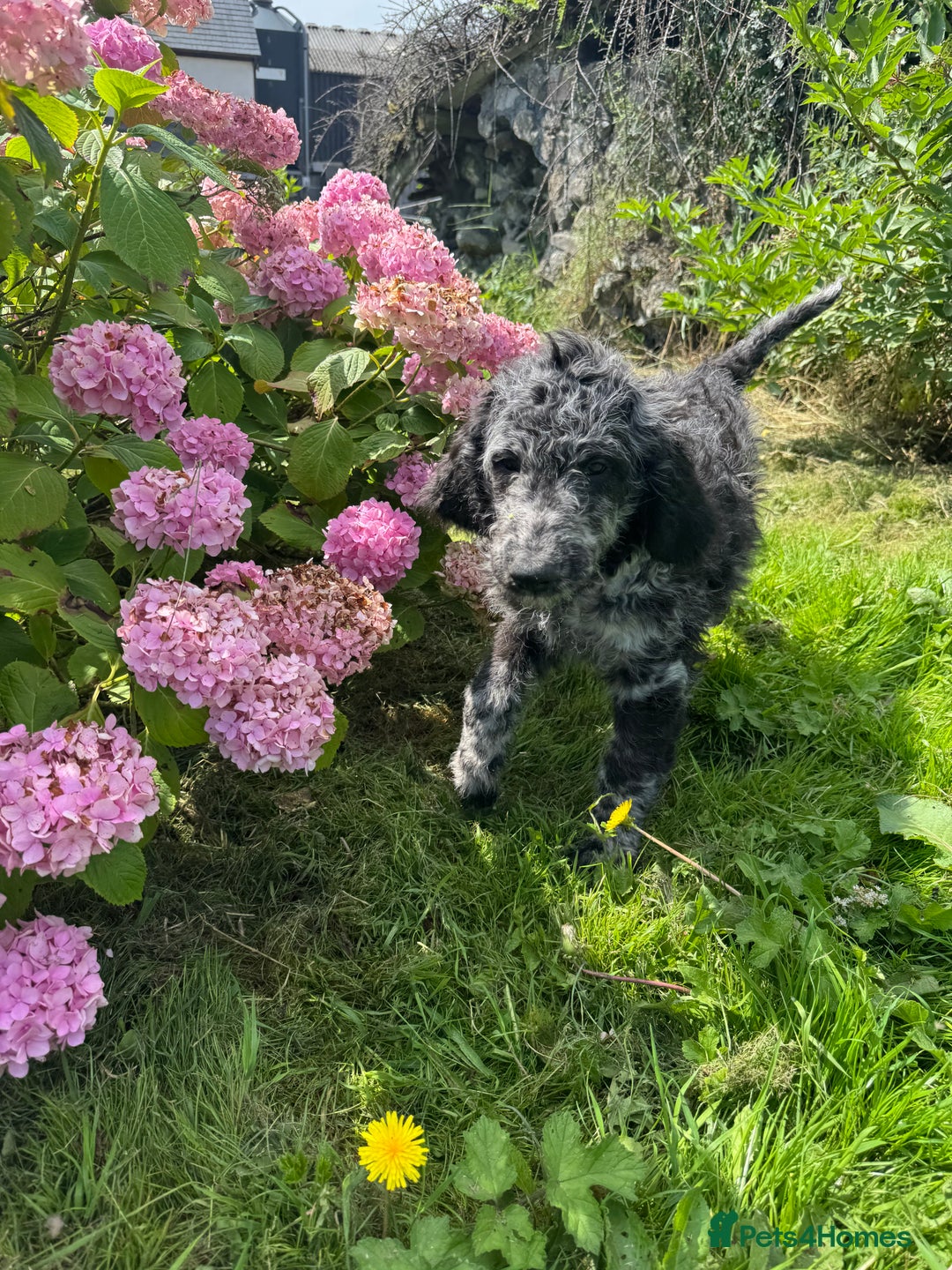 Goldendoodle dogs for sale:  F1b golden doodle puppies ready to go.  in Llandeilo - Image 11