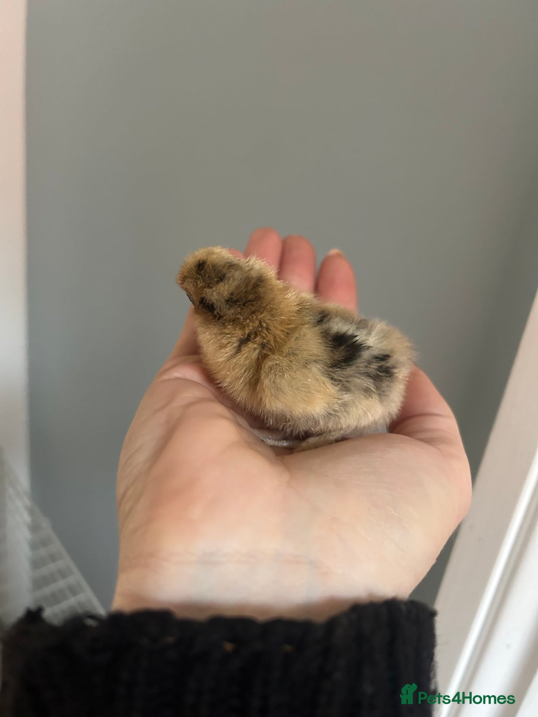 Chickens poultry for sale: Day old bantam silkie chicks  - Image 14