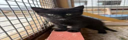 Mixed Breed cats for sale: 3 X Black Outdoor Kittens in Biggar - Advert 5