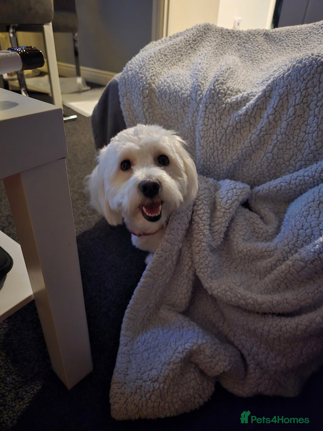 Maltese dogs for stud: Gucci - Advert 2