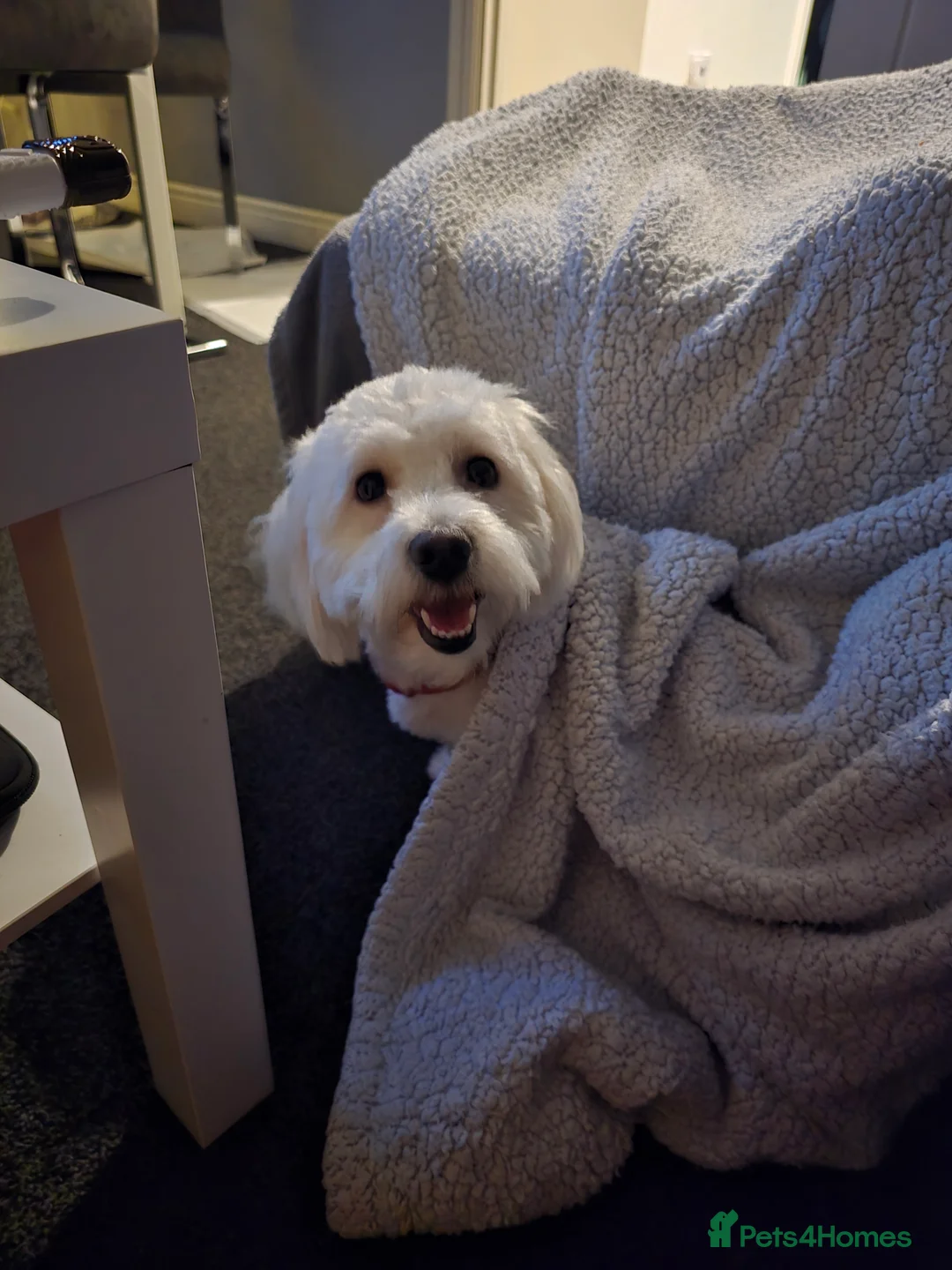 Maltese dogs for stud: Gucci - Advert 2