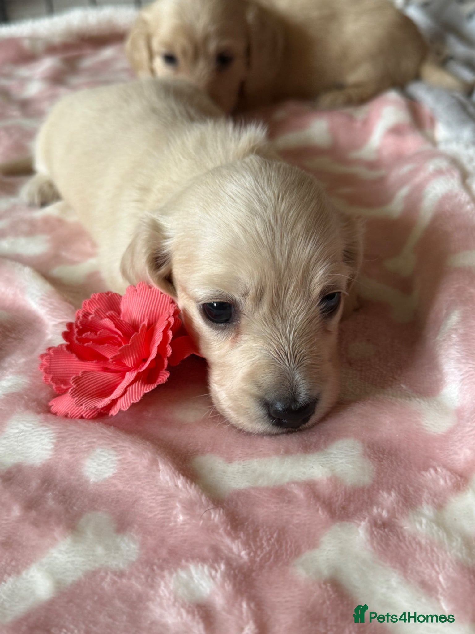 Miniature Dachshund dogs White/light cream tiny miniature dachshunds - Advert 2