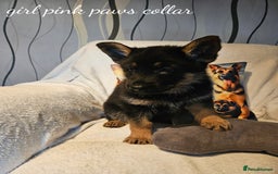 German Shepherd dogs for sale: GLENCONNER GERMAN SHEPHERDS  - Image 5