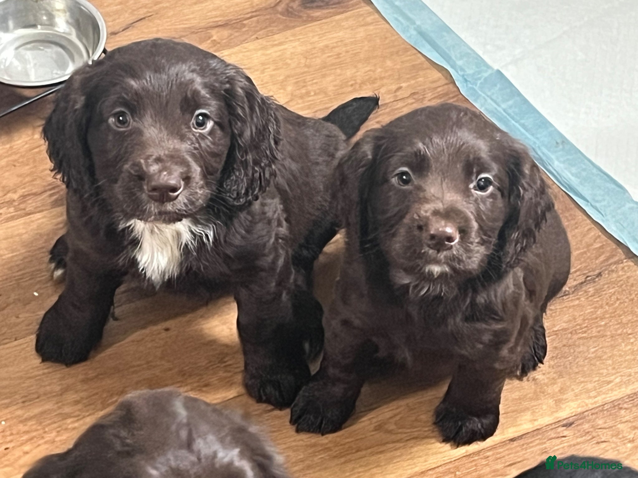 Cocker Spaniel dogs KC REGISTERED WORKING COCKER SPANIEL PUPPIES - Advert 1