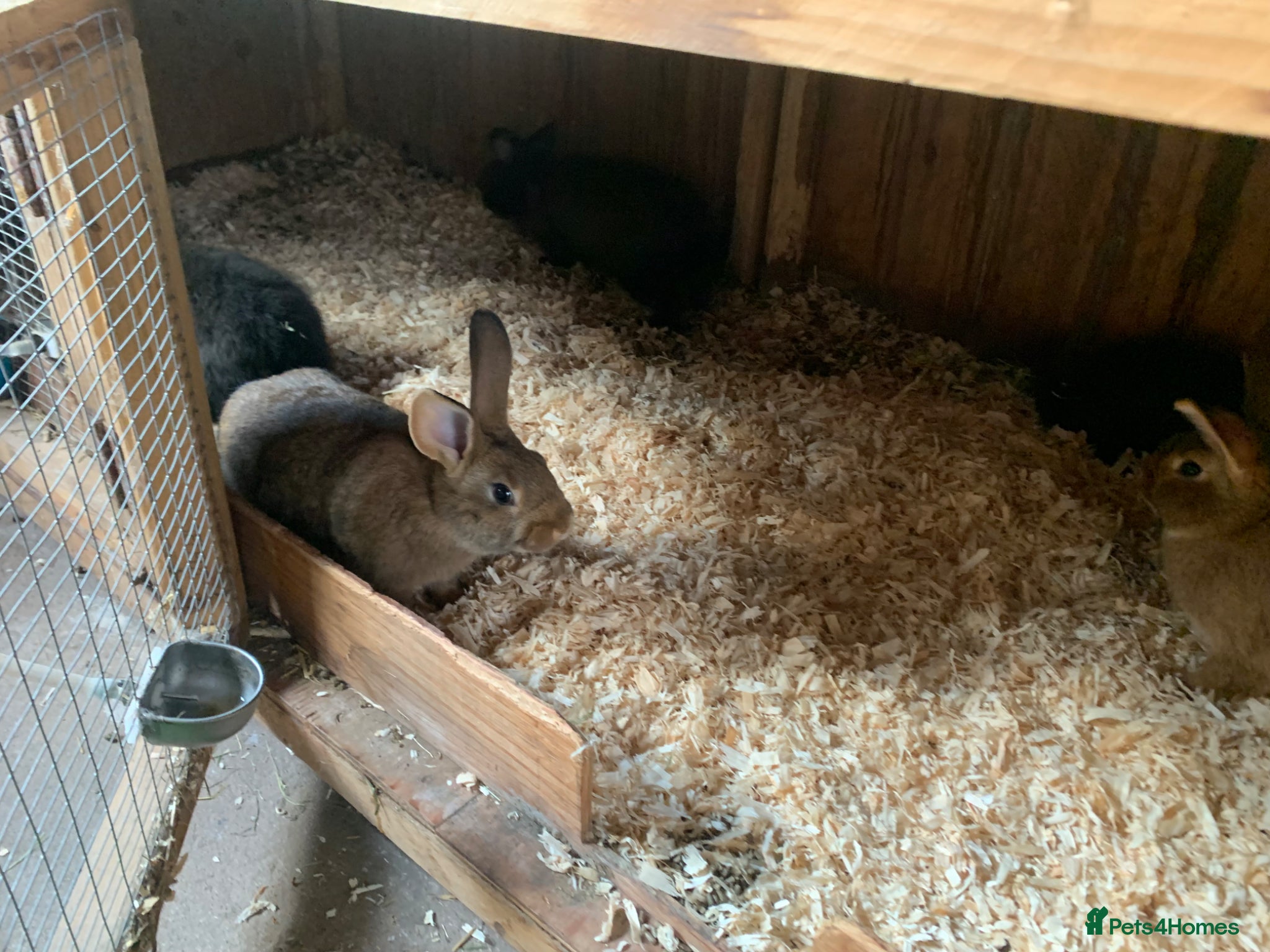 New Zealand rabbits for sale: Mixed New Zealand’s  - Advert 3