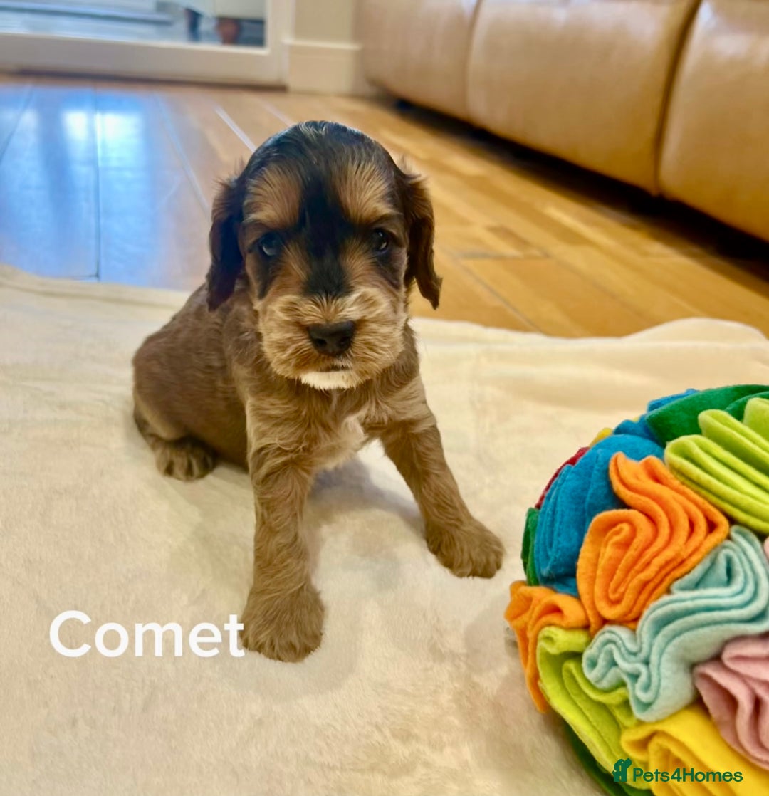 Cockapoo dogs for sale: ♥️Fabulous Toy Cockapoo Puppies Kc Reg Parents - Advert 9