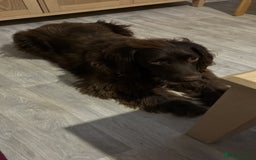 Sprocker dogs for sale: Sprocker Spaniel - Advert 3