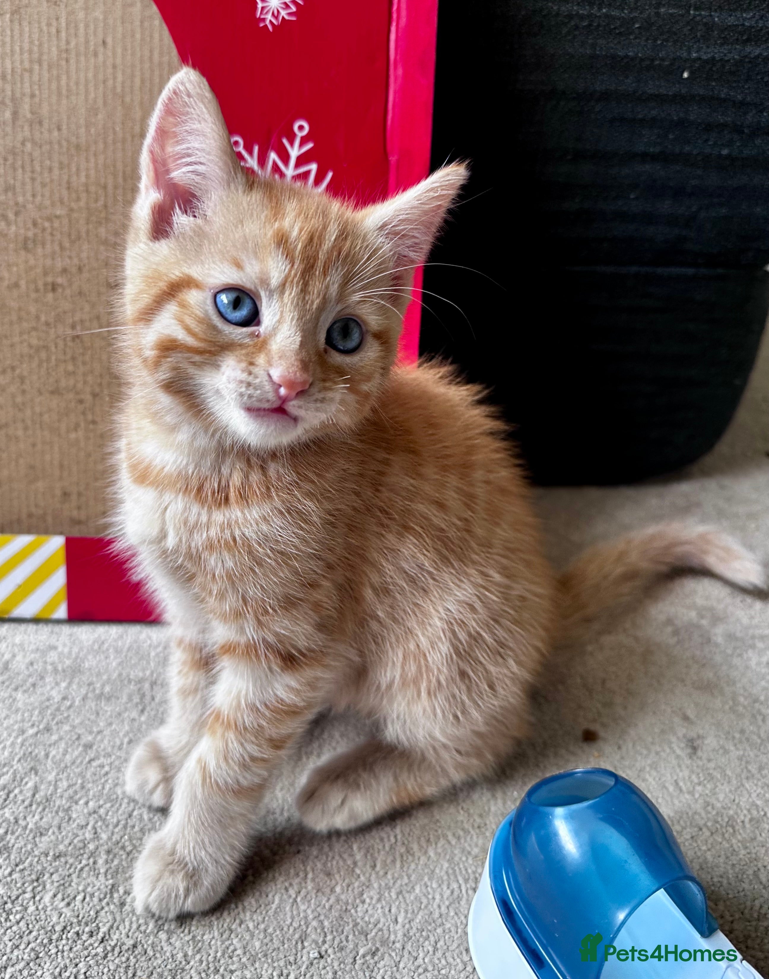 Mixed Breed cats Adorable bengal&tabby mix kittens  - Advert 2