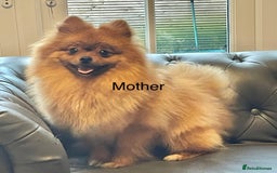 Pomeranian dogs for sale: Beautiful 🤩 Pomarenian puppies  - Image 16