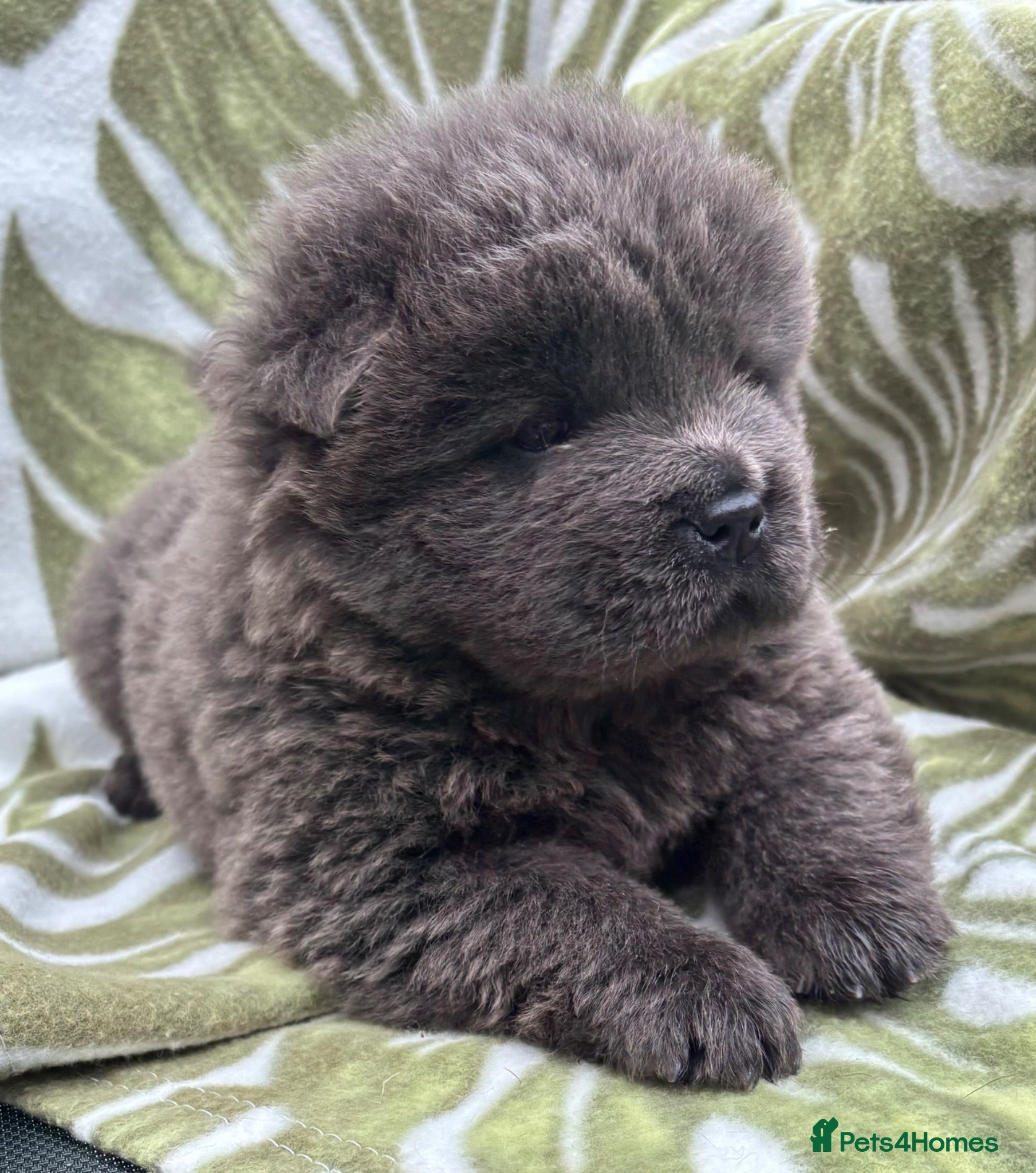 Chow Chow dogs Male chow puppy for sale  - Advert 3