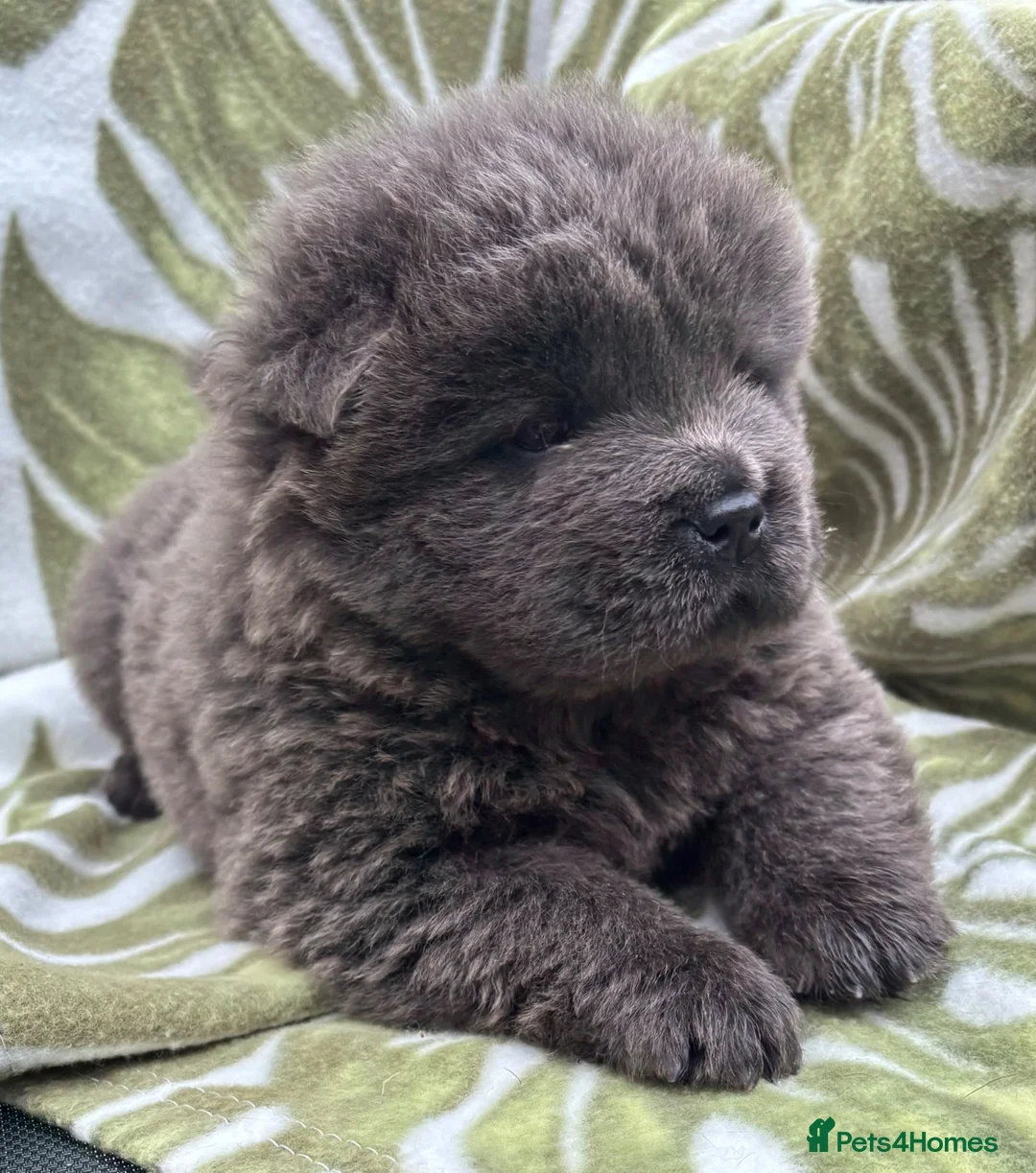 Chow Chow dogs for sale: Male chow puppy for sale  - Advert 1