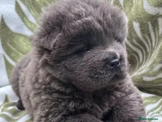 Chow Chow dogs Male chow puppy for sale - Advert 1