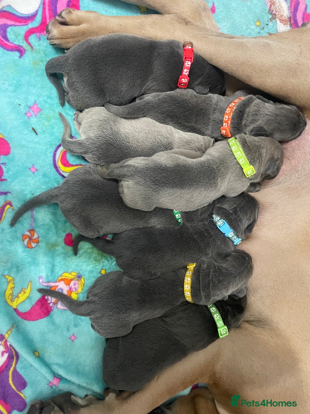 Cane Corso dogs for sale: CANE CORSO TOP QUALITY STRAJANO BLOODLINE FERMINTO - Advert 24