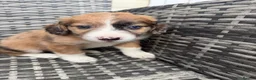 Mixed Breed dogs for sale: Bordernese in Southampton - Advert 12