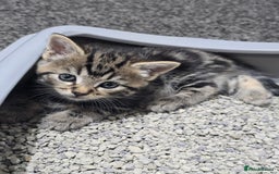 British Shorthair cats for sale: 🐱Four  Sisters Looking for Their Forever Homes!  - Image 8