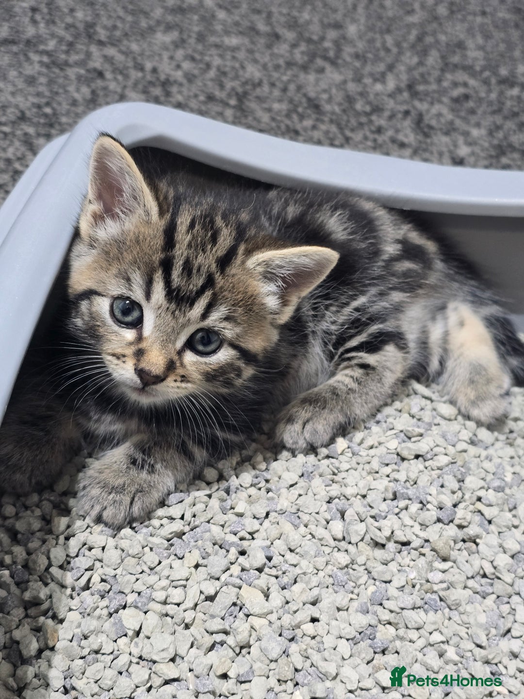 British Shorthair cats for sale: 🐱Four  Sisters Looking for Their Forever Homes!  - Image 8