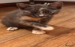 Domestic Shorthair cats for sale: 2 loving family playful kittens - Image 11