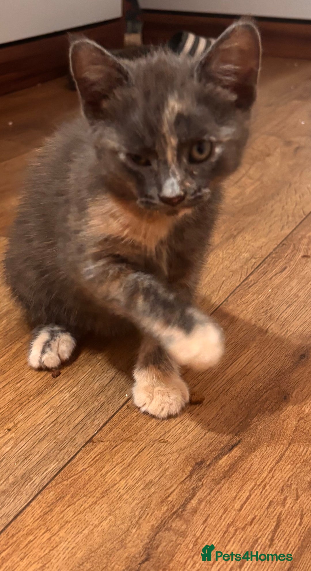 Domestic Shorthair cats for sale: 2 loving family playful kittens - Image 11