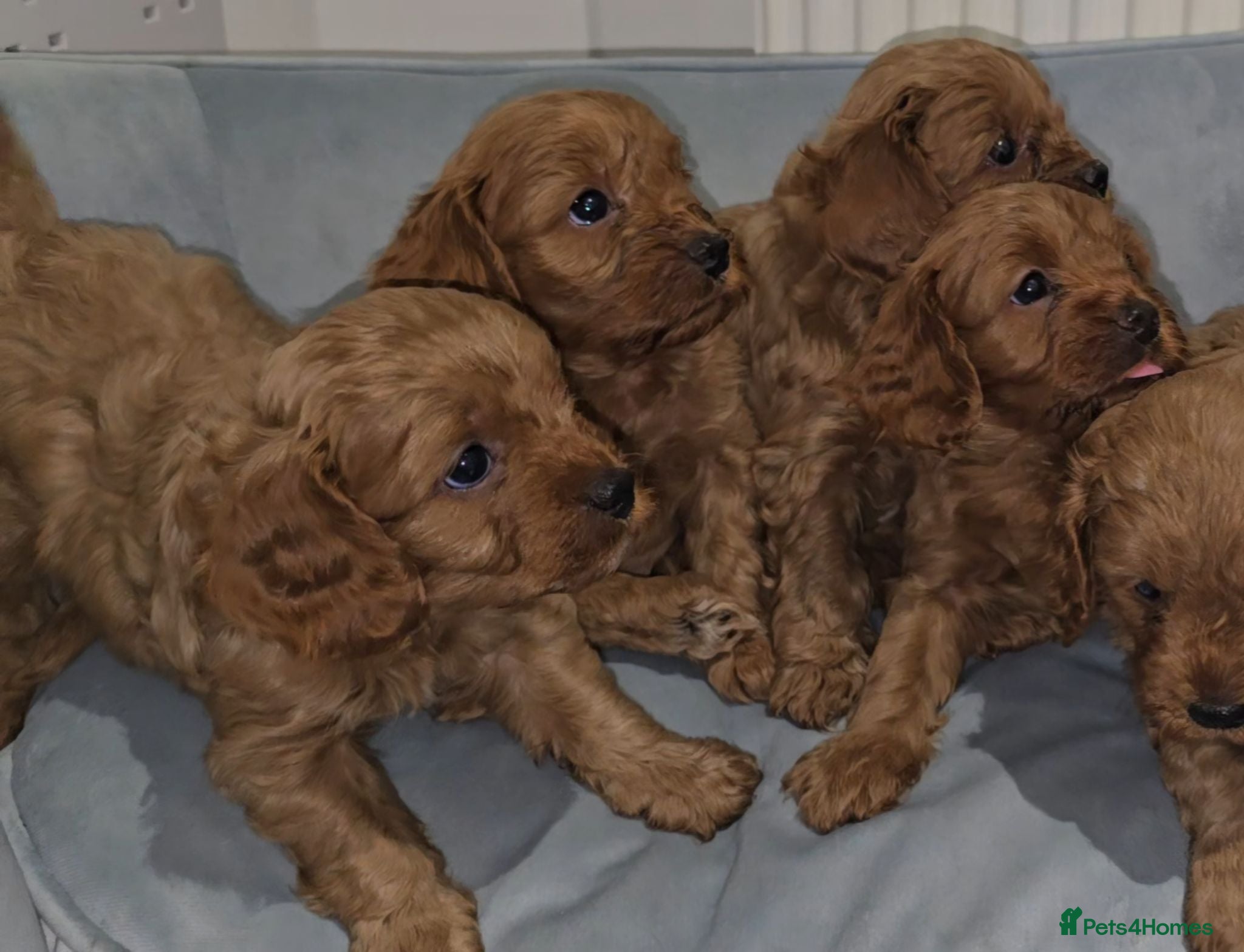 Cavapoo dogs Stunning Ruby Red Toy Cavapoo Puppies  - Advert 16