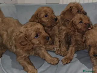 Cavapoo dogs Stunning Ruby Red Toy Cavapoo Puppies - Advert 16