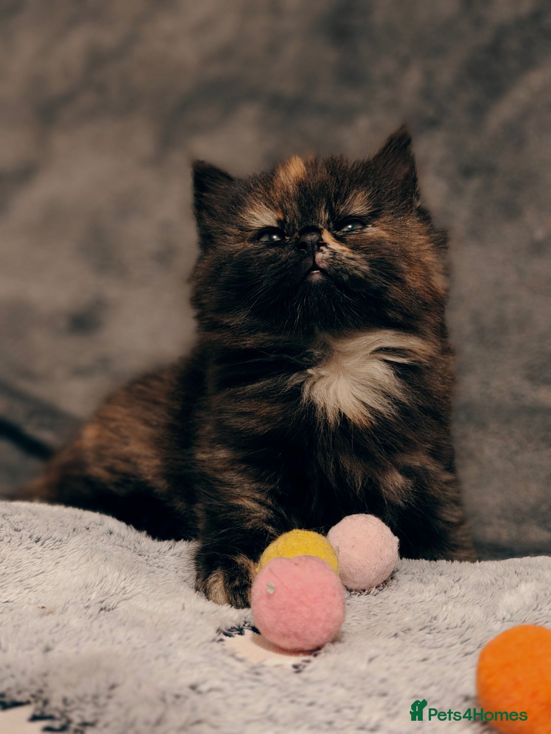 British Longhair cats for sale: British Longhair Cross Kittens  - Advert 2