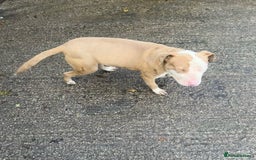 Mixed Breed dogs for sale: 2x XL bully males available  - Image 4
