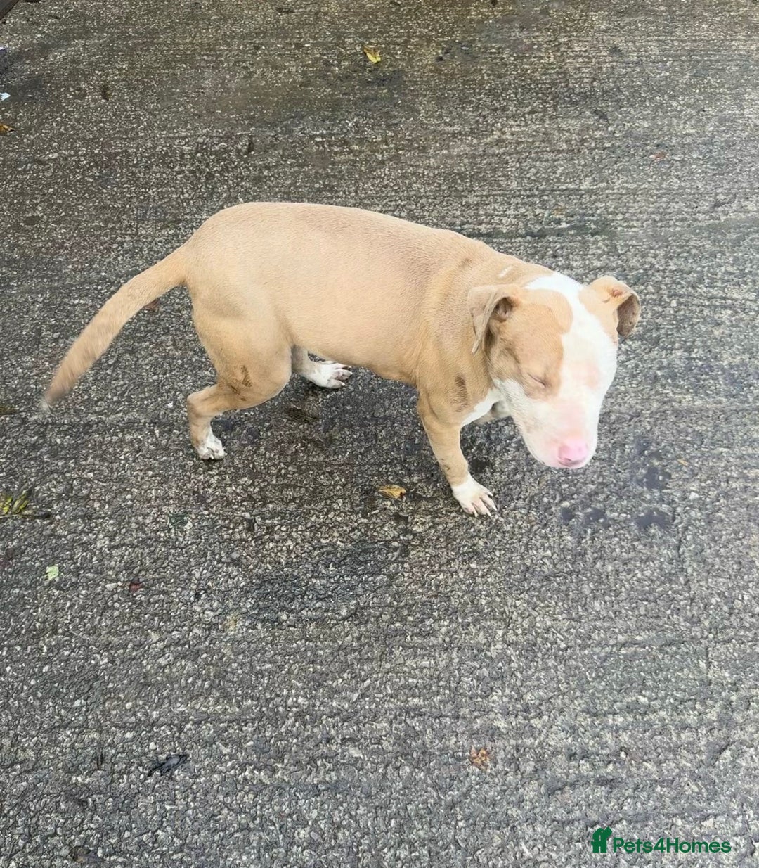 Mixed Breed dogs for sale: 2x XL bully males available  - Image 4