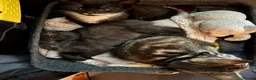Mixed Breed cats for sale: 10 kittens for sale  - Advert 3