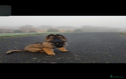 German Shepherd dogs for stud: Dark Sable German Shepherd - Image 3