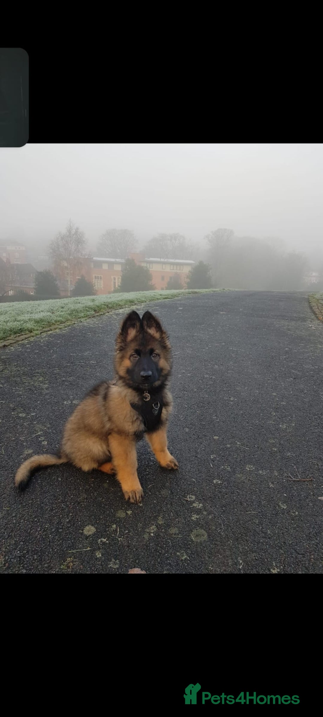 German Shepherd dogs for stud: Dark Sable German Shepherd - Image 3