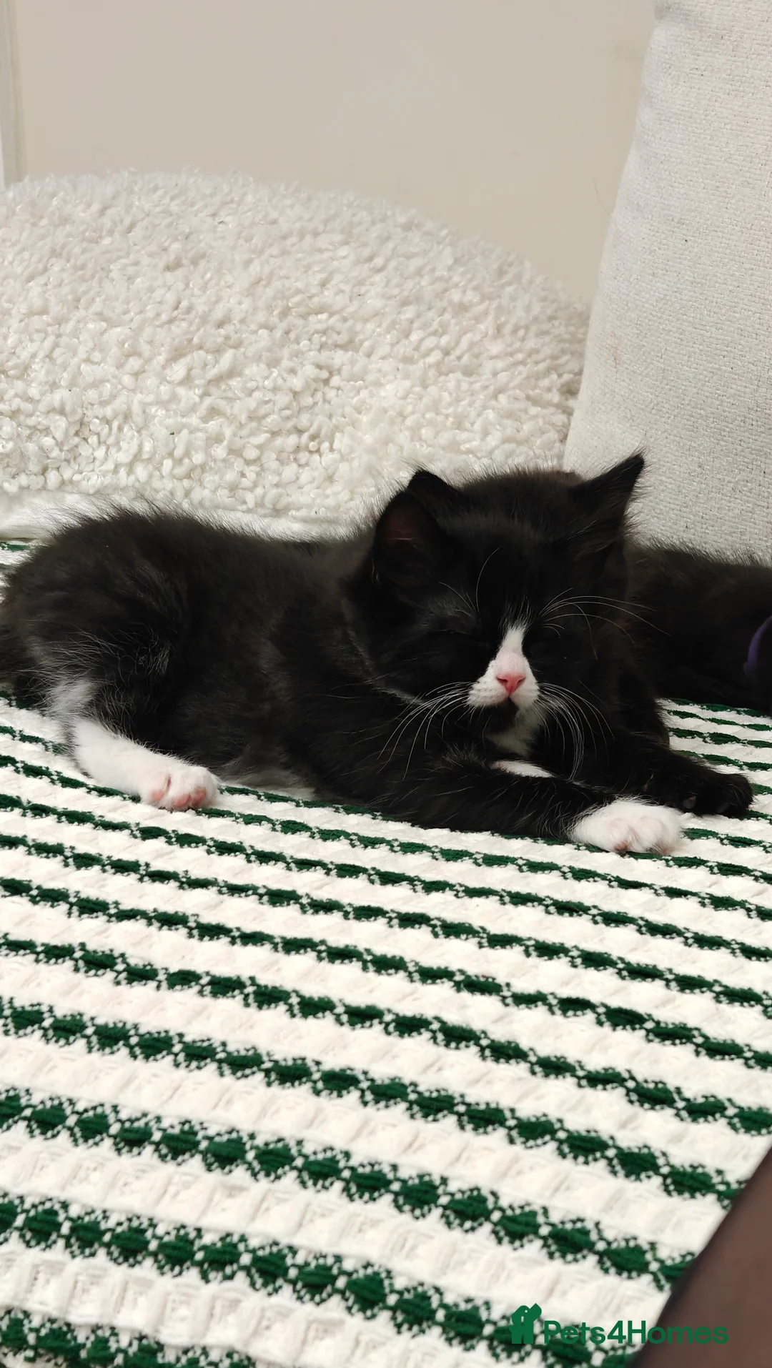 Ragdoll cats for sale: Ragdoll mix  - Advert 18