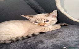 Bengal cats for sale: Blue Eyed Snow Lynx Kittens  - Image 4