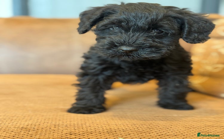 Schnoodle dogs - Advert 1